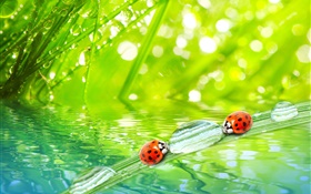 Grass macro photography, morning, dew, ladybugs, water HD wallpaper