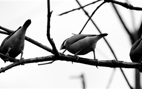 Gray birds, tree branch HD wallpaper