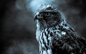 Gray falcon close-up