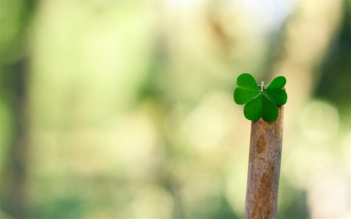 Green leaf close-up, bokeh Wallpapers Pictures Photos Images