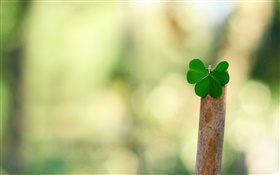 Green leaf close-up, bokeh HD wallpaper