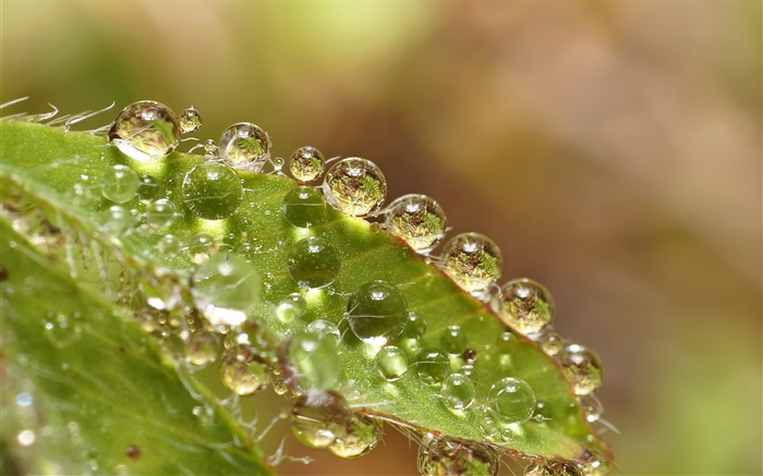 Green leaf macro, water drops Wallpapers Pictures Photos Images