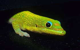 Green lizard, black background HD wallpaper