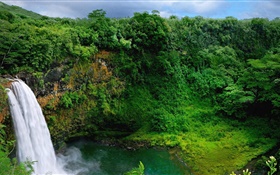 Green nature, trees, plants, waterfalls HD wallpaper