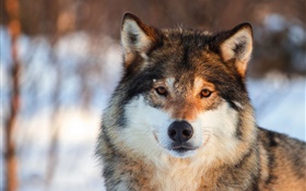 Grey wolf close-up, portrait, winter HD wallpaper