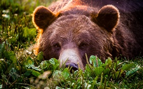 Grizzly close-up, bear, face, rest HD wallpaper