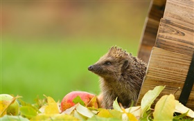 Hedgehog and apple HD wallpaper