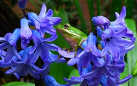 Hyacinthus, blue flowers, tree frog HD wallpaper