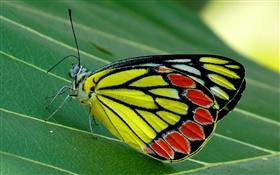 Insect butterfly macro, moth, green leaf HD wallpaper