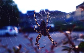 Insect close-up, spider, web HD wallpaper