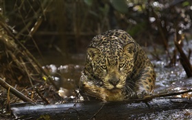 Jaguar close-up, predator, Amazonia HD wallpaper