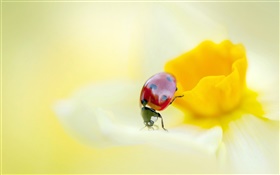 Ladybug, insects, yellow flower, petals HD wallpaper