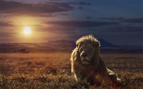 Lion at sunset, grass HD wallpaper