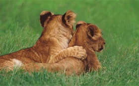 Lion cubs, grass HD wallpaper
