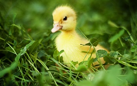 Little duck in the grass HD wallpaper