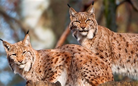 Lynx, couple, wild cat HD wallpaper