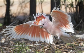 Major Mitchell cockatoo, parrot, wings HD wallpaper