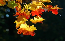 Maple leaves close-up, autumn, black background HD wallpaper