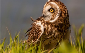 Marsh owl, bird, grass, yellow eyes HD wallpaper