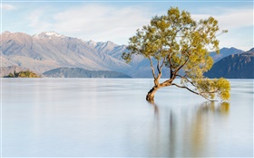 New Zealand, lake Wanaka, mountains, lonely tree HD wallpaper