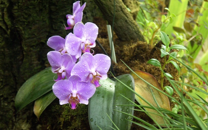 Orchid, phalaenopsis, purple flowers, dew drops Wallpapers Pictures Photos Images