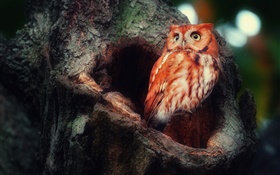 Owl in forest, hollow tree HD wallpaper