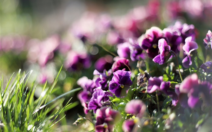 Pansies, purple flowers, violet, spring Wallpapers Pictures Photos Images