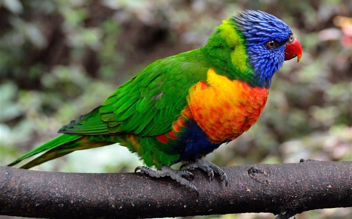 Parrot close-up, colorful feathers Wallpapers Pictures Photos Images