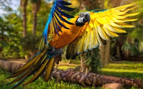Parrot flight, wings HD wallpaper