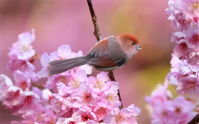 Pink flowers, bird, garden, spring HD wallpaper