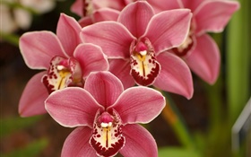 Pink phalaenopsis, flowers, orchid HD wallpaper