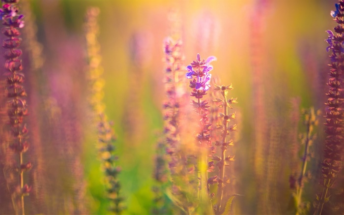 Pink purple flowers, blur background, glare Wallpapers Pictures Photos Images