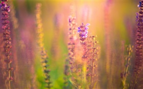 Pink purple flowers, blur background, glare