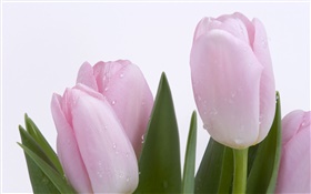 Pink tulips, flowers, leaves, water drops