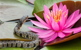 Pink water lily, flower, leaves, snake HD wallpaper