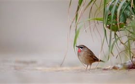 Plants, leaves, bird on the ground HD wallpaper