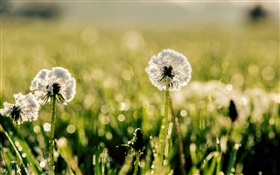 Plants macro, dandelion, grass, meadow, dew, bokeh, sun, glare HD wallpaper