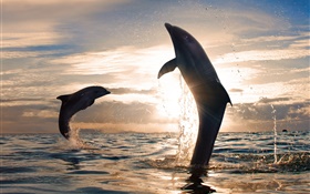Playful dolphins jumping, water splash, sea, sunset HD wallpaper