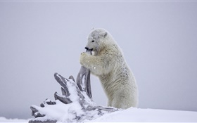 Polar bear, bear cub playing, winter, snow, Alaska HD wallpaper