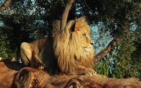 Predator, lion rest, tree, leaves HD wallpaper