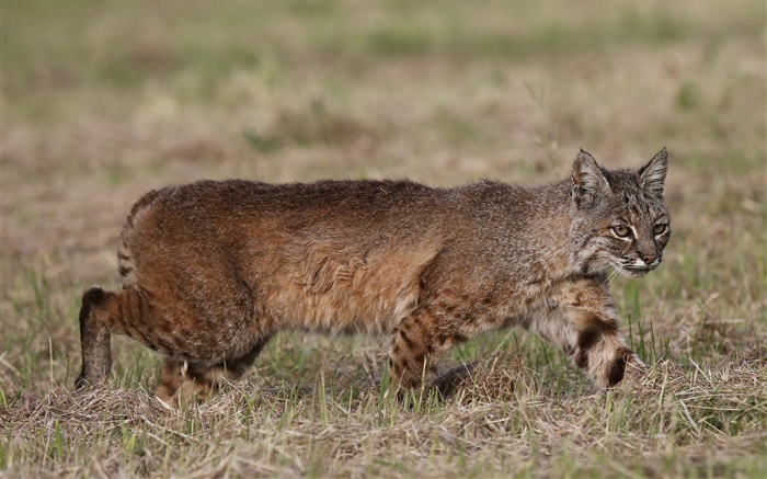 Predator, lynx hunting Wallpapers Pictures Photos Images