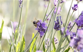 Purple flowers, lavender, insect, bee HD wallpaper