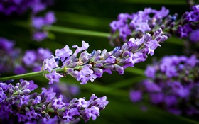 Purple lavender flowers, stem, blur background HD wallpaper