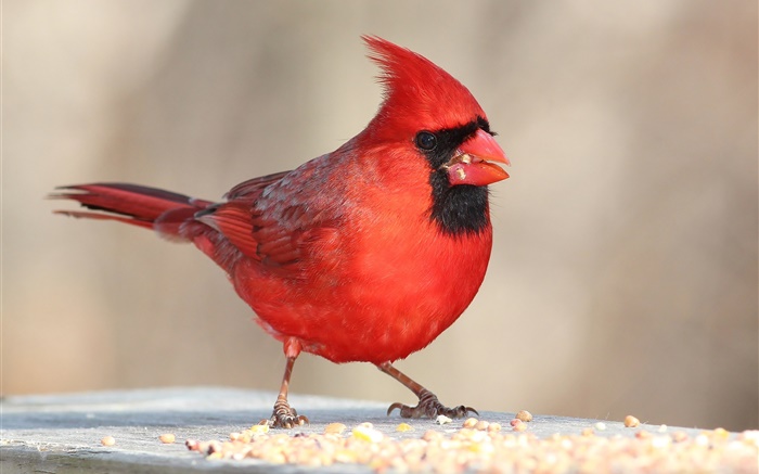 Red feathers bird, beak, macro Wallpapers Pictures Photos Images