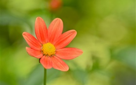Red flower, green background HD wallpaper