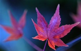Red maple leaf close-up, autumn HD wallpaper