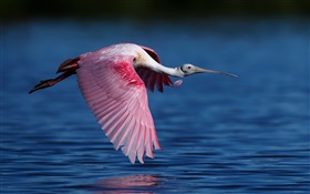 Roseate spoonbill, ibises, flying, lake HD wallpaper