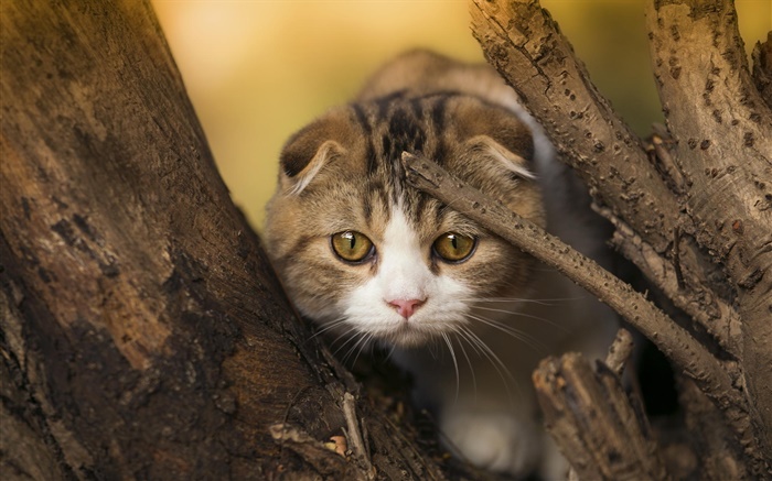 Scottish fold cat, kitten, eyes, tree Wallpapers Pictures Photos Images