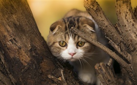 Scottish fold cat, kitten, eyes, tree HD wallpaper
