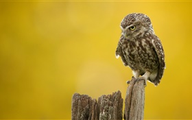 Single bird, owl, stump HD wallpaper